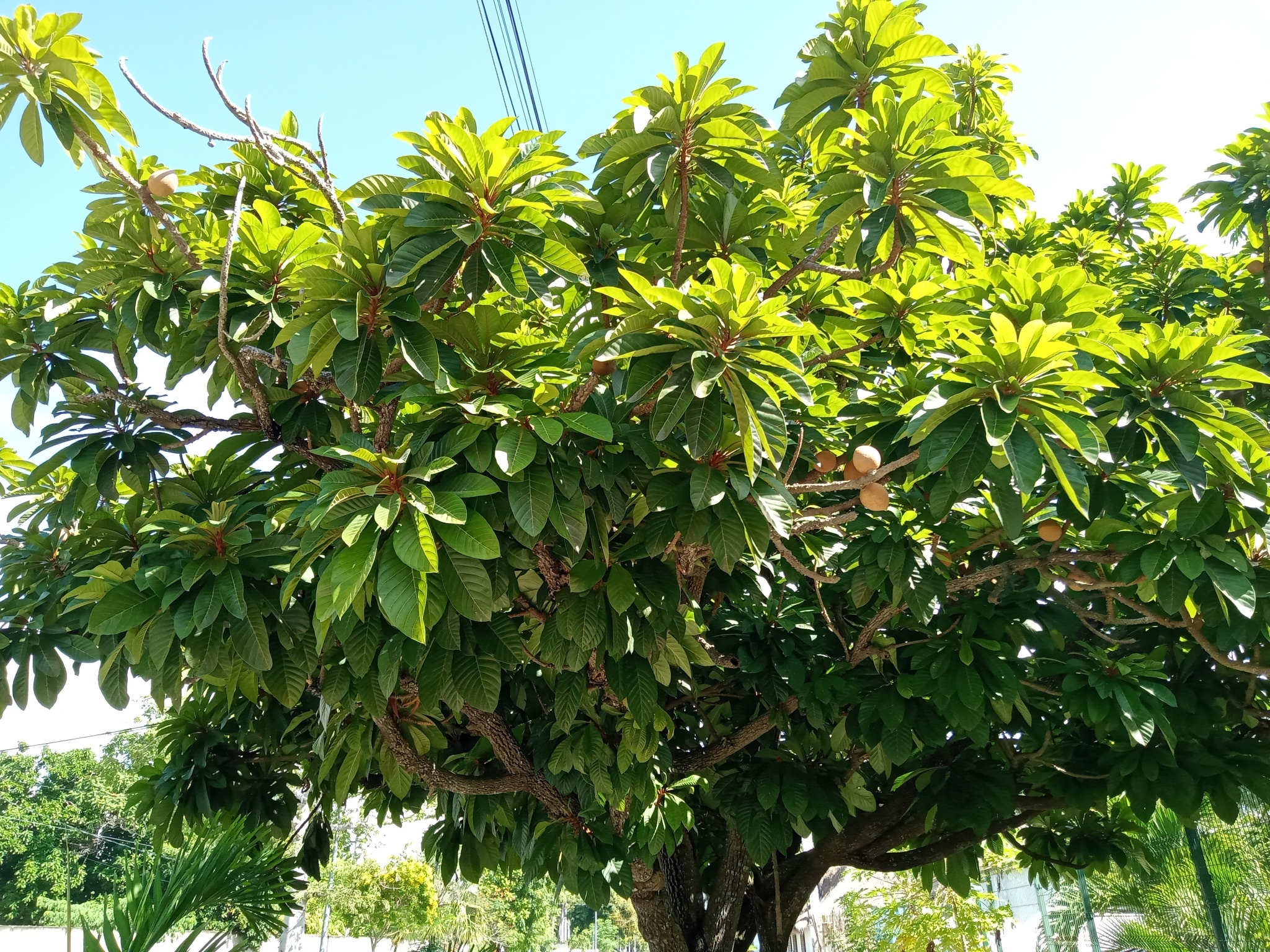 Pouteria sapota